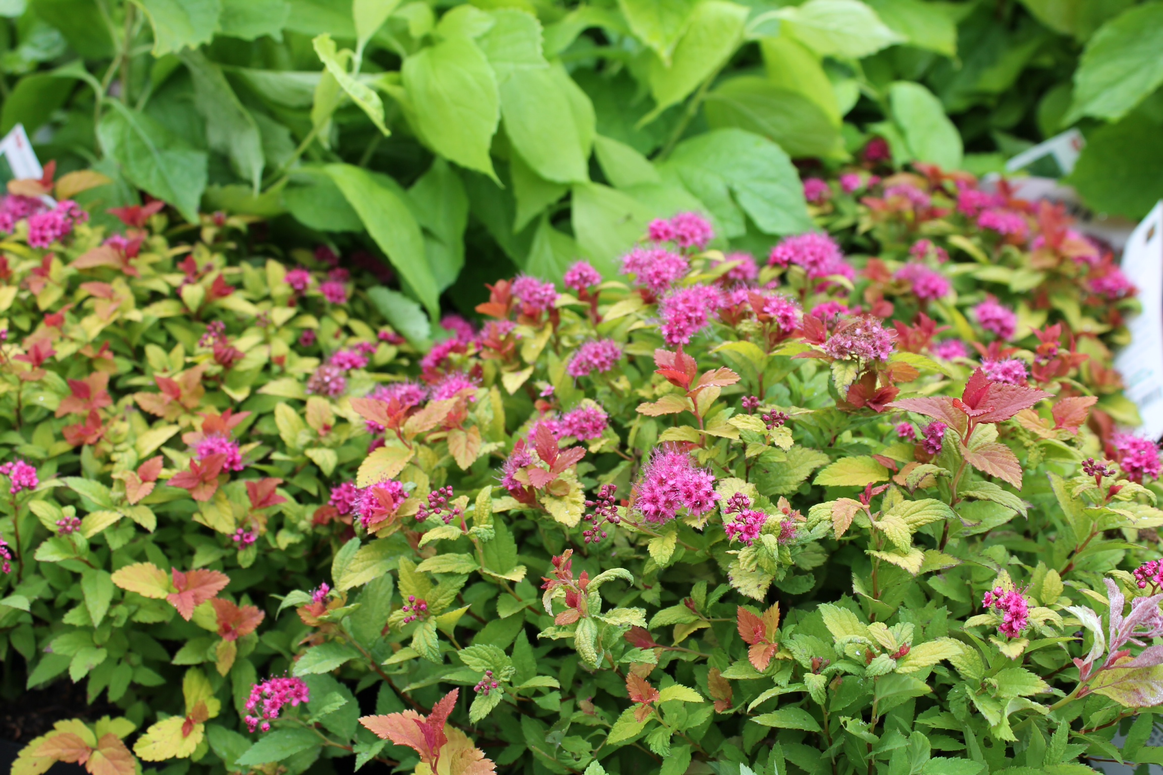 Spirea Magic Carpet Planteskolen Bakken