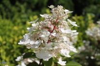 Hortensia Wims Red