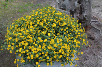 Sanvitalia