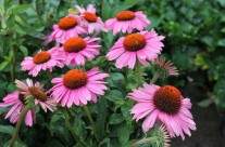 Echinacea “Magnus”