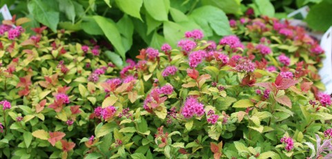 Spirea Magic Carpet