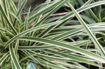 Carex “Ice Dance”