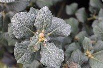 Salix “Lanata”