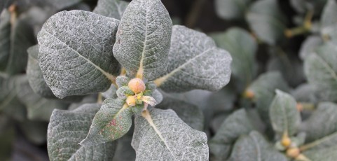 Salix “Lanata”