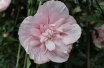 Hibiscus “Pink Chiffon”
