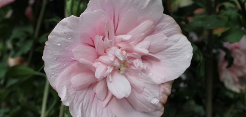 Hibiscus “Pink Chiffon”