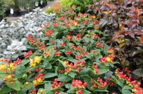 Hypericum “Miracle Attraction”