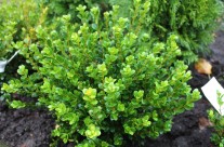 Buxus Faulkner