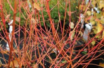 Cornus Midwinter Fire