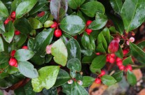 Gaulteria Procumbens