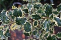 Ilex Silver Queen