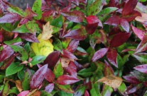 Leucothoe Zeblid