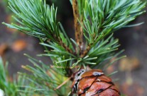 Pinus Parviflora Tempelhof