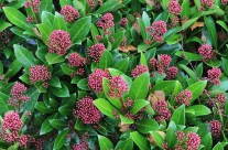 Skimmia Jap. Rubella