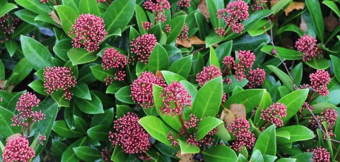 Skimmia Jap. Rubella