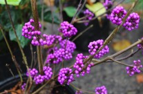 Callicarpa Bod. Profusion