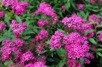 Spirea Anthony Waterer