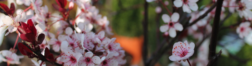 Prunus nigra i blomst